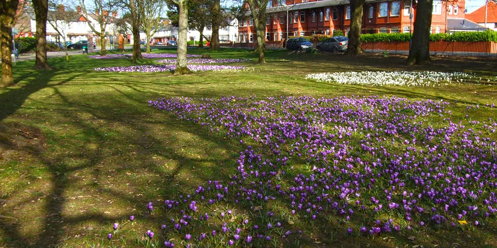Purple and white spring crocuses beneath trees in Victoria Park, Canton.