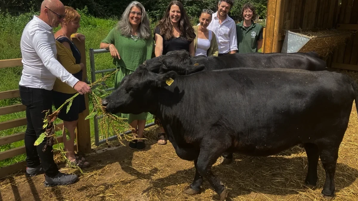 Cattle beside a wooden shelter with adults at Windmill Hill City Farm in Bedminster