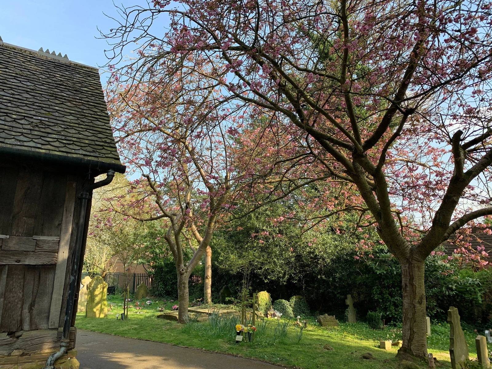 Blossoming trees beside the lychgate and gravestones at St Laurence Church, Northfield