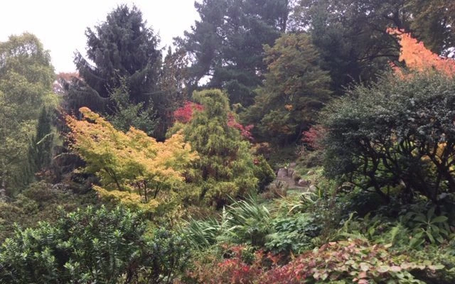Autumn-coloured trees and dense planting in the rockery at Fletcher Moss Park