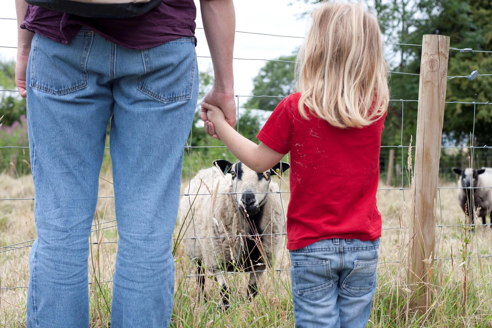 An adult and child holding hands beside sheep behind a wire fence at Hartcliffe City Farm