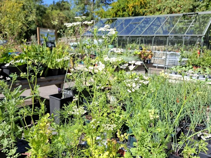 Potted flowering plants and herbs in front of a greenhouse at The Ardagh community plant nursery