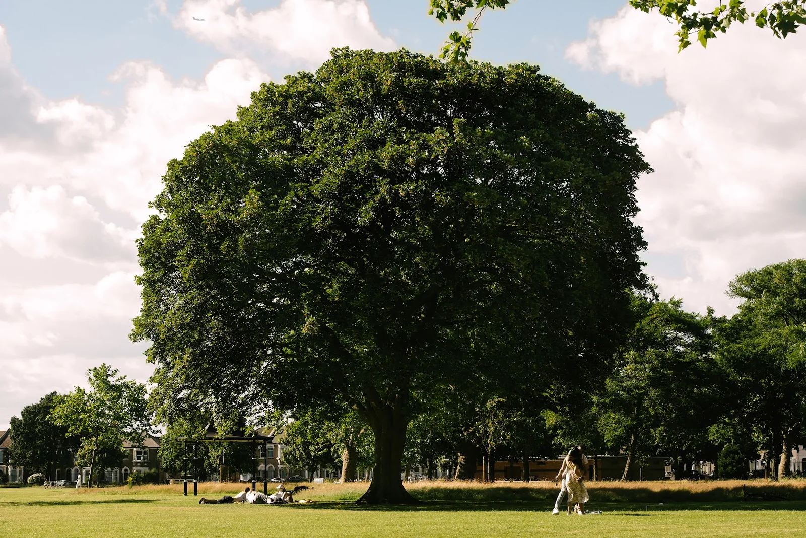 A large mature tree and lawn in West Ham Park