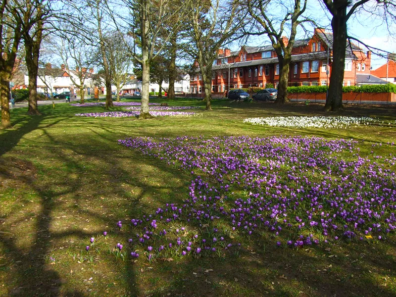 Purple and white spring crocuses beneath trees in Victoria Park, Canton.