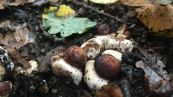 Mushrooms among fallen leaves on a woodland floor — organiser photograph
